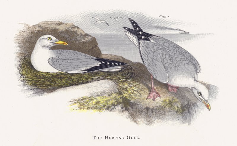 A hering sirály alkotó: Alexander Francis Lydon