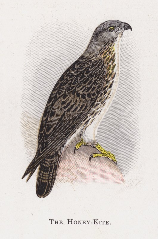 A Honey-Kite alkotó: Alexander Francis Lydon