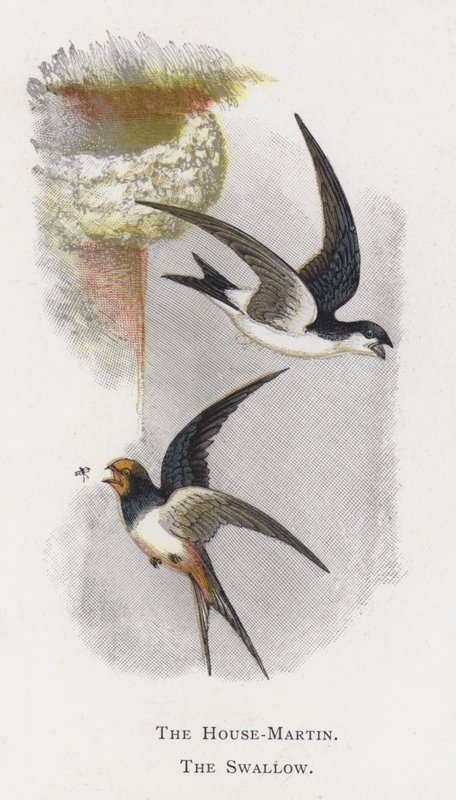 A Ház-Martin, A fecske alkotó: Alexander Francis Lydon