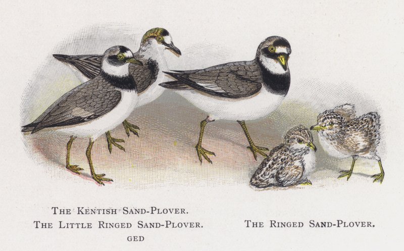 A Kentish Sand-Plover, The Little Ringed Sand-Plover, The Ringed Sand-lover alkotó: Alexander Francis Lydon