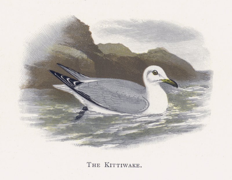 A Kittiwake alkotó: Alexander Francis Lydon