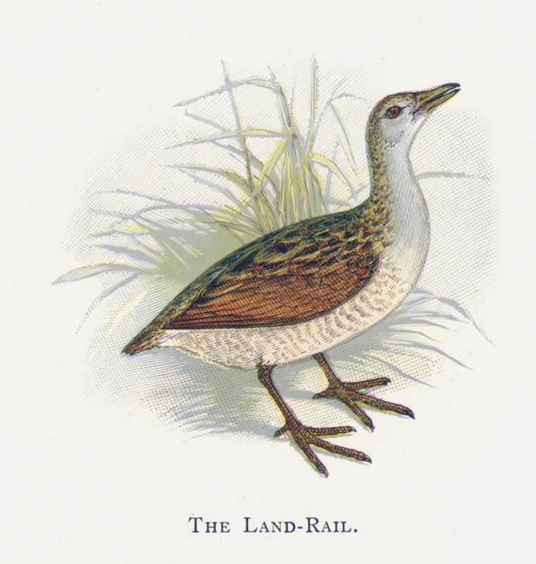 A Land-Rail alkotó: Alexander Francis Lydon