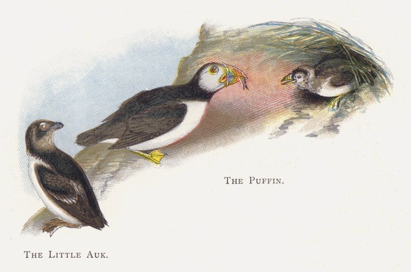 A kis Auk, a Puffin alkotó: Alexander Francis Lydon