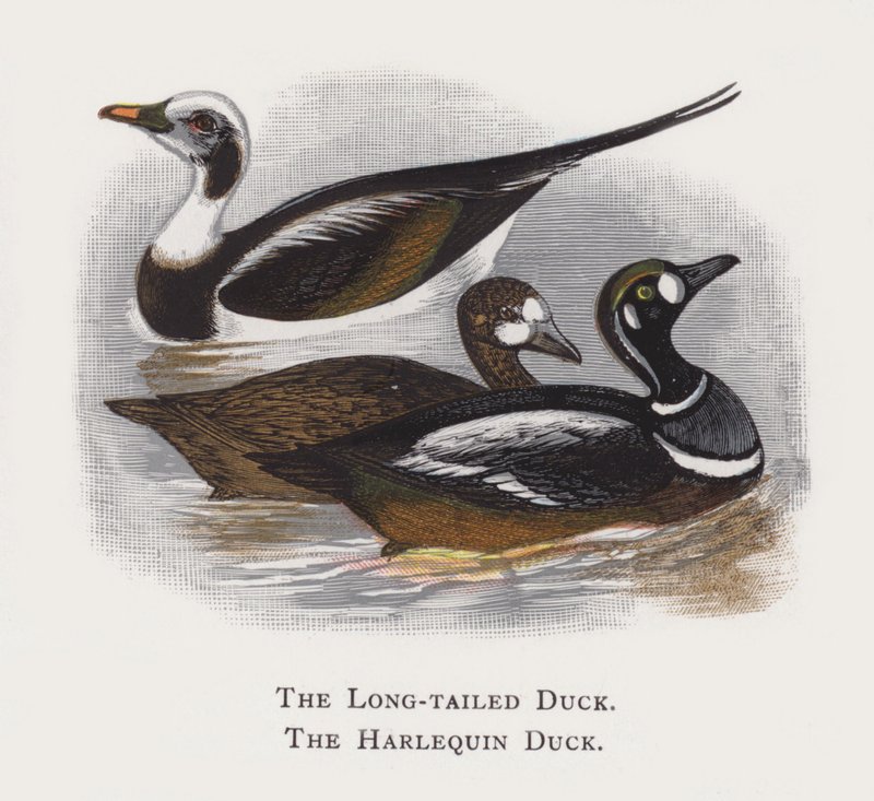 A hosszúfarkú kacsa, a harlekinkacsa alkotó: Alexander Francis Lydon