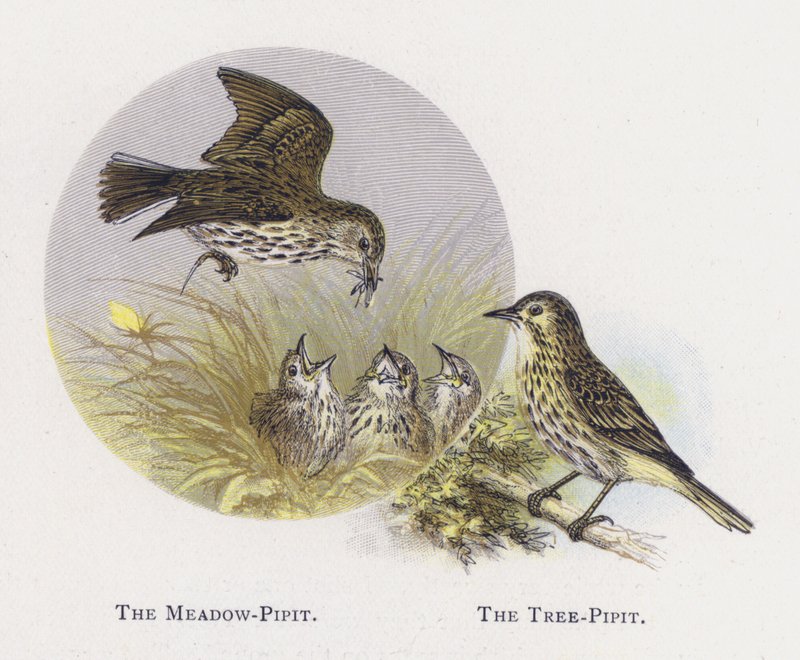 A Réti Pipit, A Fa-Pipit alkotó: Alexander Francis Lydon