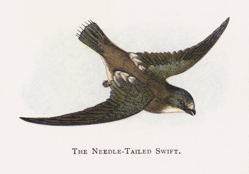 A tűfarkú Swift alkotó: Alexander Francis Lydon