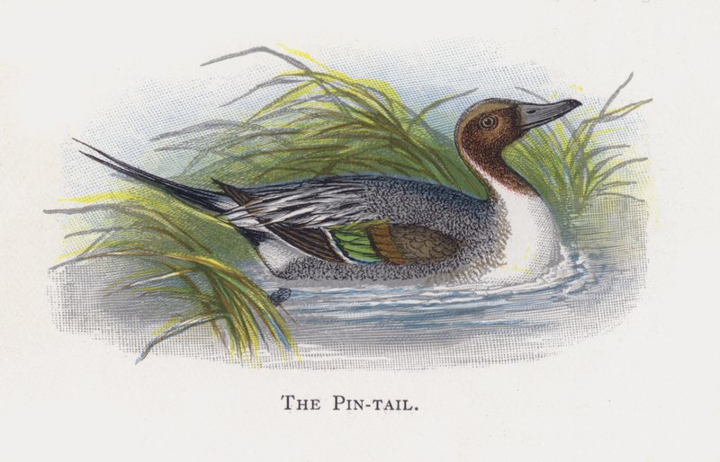 A Pin-tail alkotó: Alexander Francis Lydon