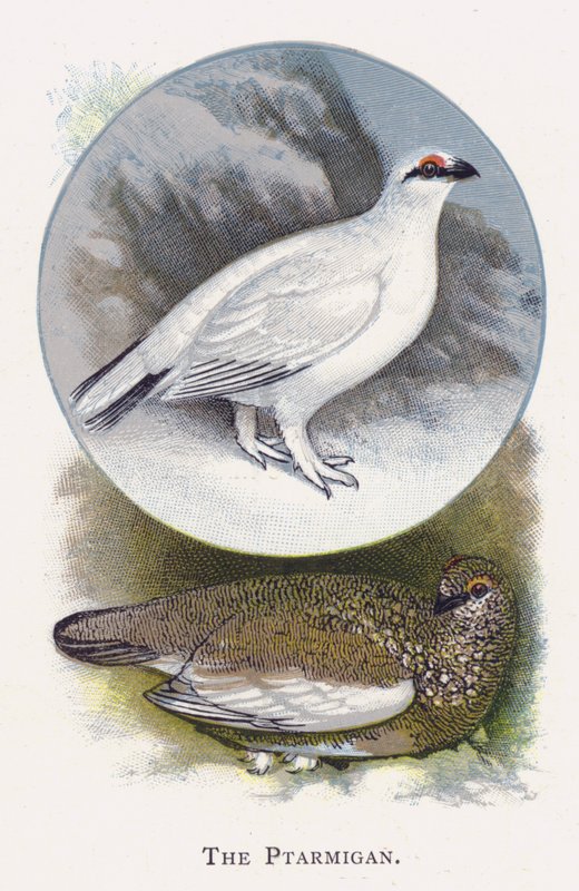 A Ptarmigan alkotó: Alexander Francis Lydon