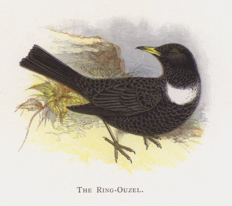 A Ring-Ouzel alkotó: Alexander Francis Lydon