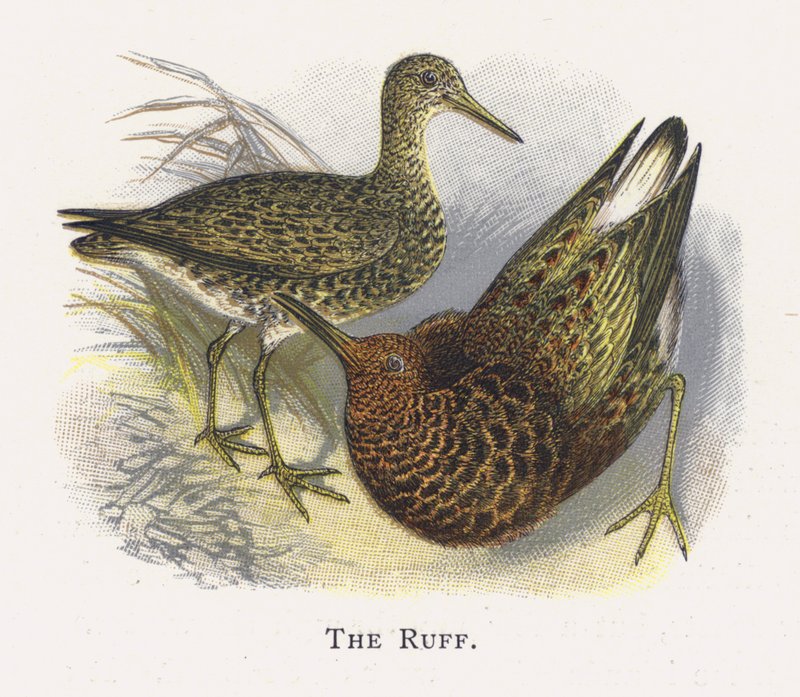 A Ruff alkotó: Alexander Francis Lydon
