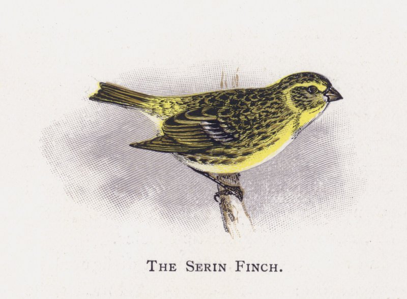 A Serin Finch alkotó: Alexander Francis Lydon