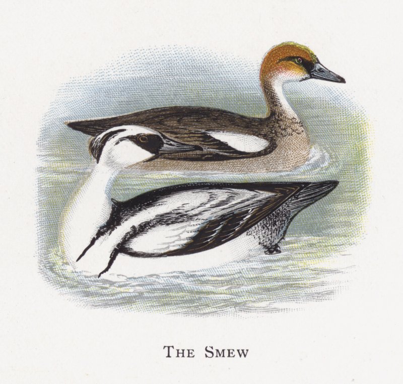 A Smew alkotó: Alexander Francis Lydon