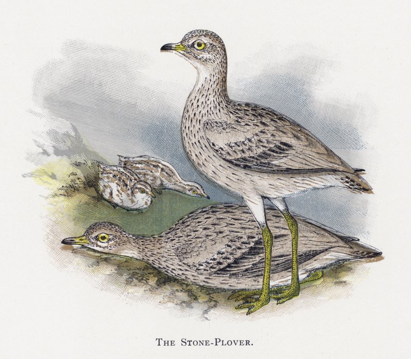 A Stone-Plover alkotó: Alexander Francis Lydon