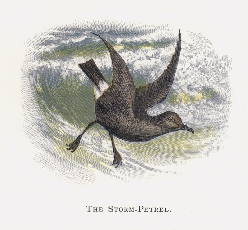 A Viharpetrel alkotó: Alexander Francis Lydon