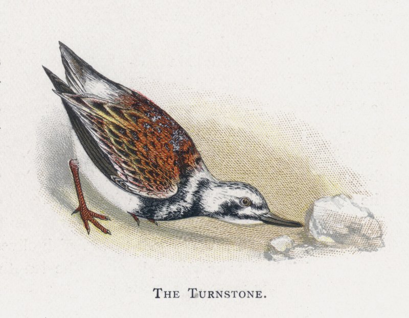 A Turnstone alkotó: Alexander Francis Lydon