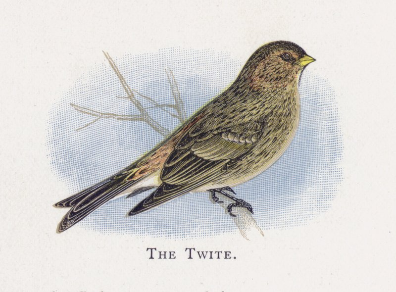 A Twite alkotó: Alexander Francis Lydon