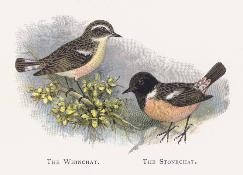 The Whinchat, The Stonechat alkotó: Alexander Francis Lydon