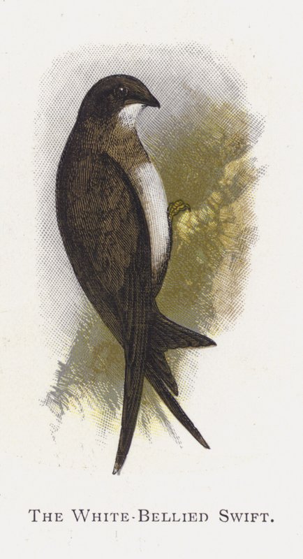 A fehérhasú swift alkotó: Alexander Francis Lydon
