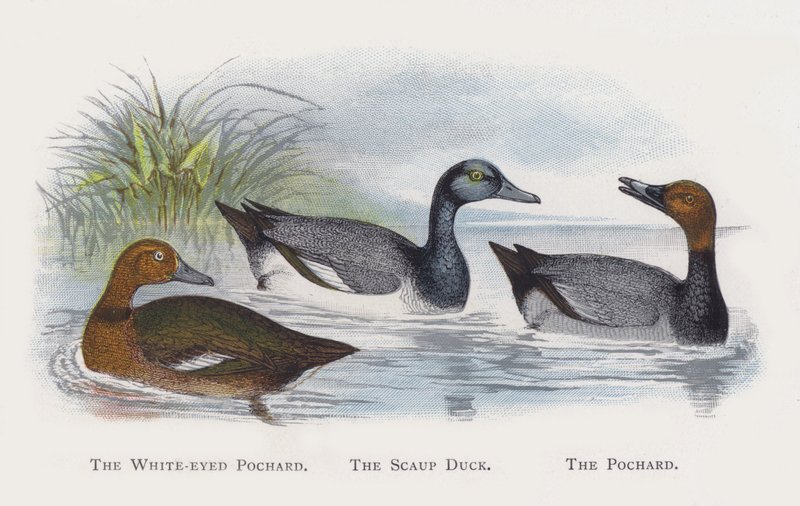 A fehér szemű pochard, a kacsa, a pohárd alkotó: Alexander Francis Lydon