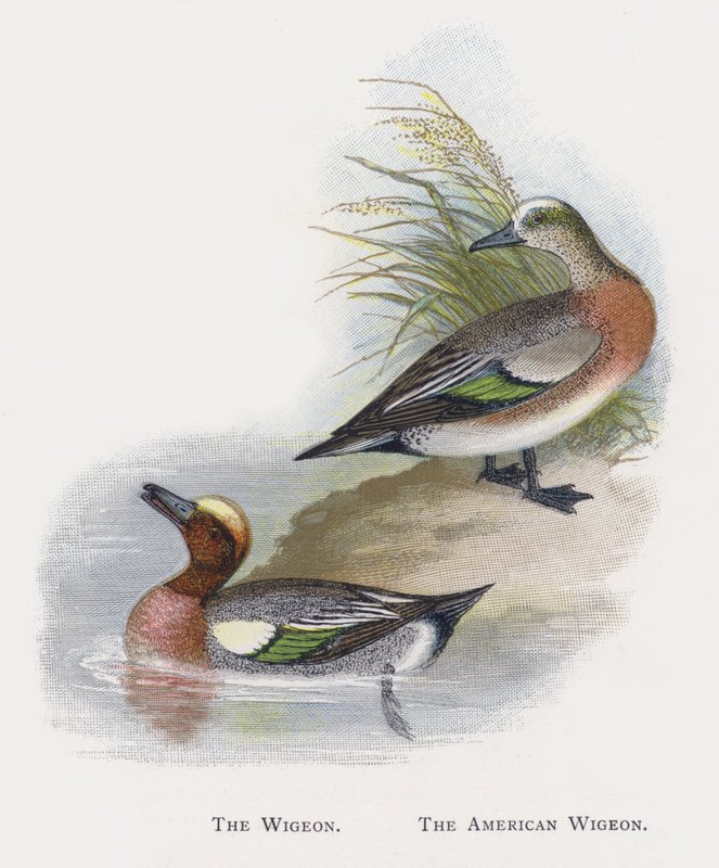 A Wigeon, az amerikai Wigeon alkotó: Alexander Francis Lydon