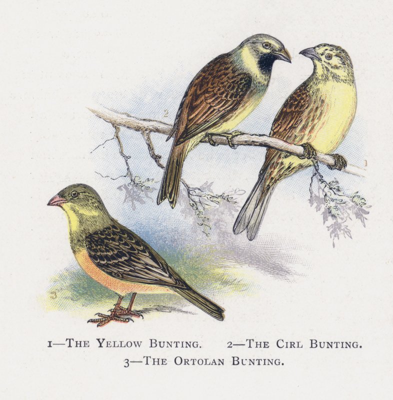 A Sárga Sármány, A Cirl Sármány, Az Ortolán Sármány alkotó: Alexander Francis Lydon