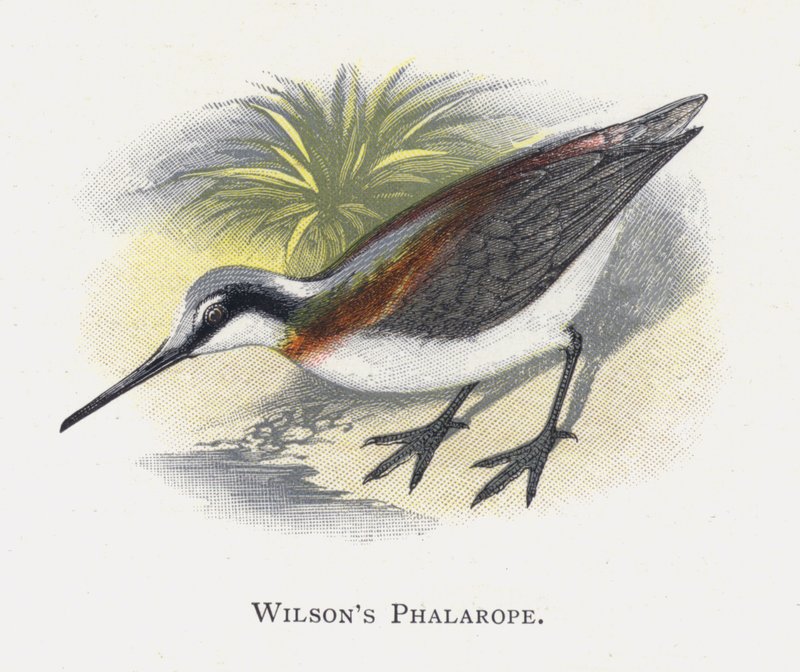 Wilsons Phalarope alkotó: Alexander Francis Lydon