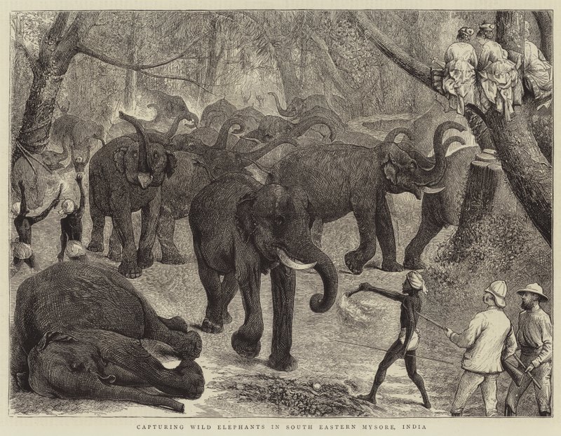 Vad elefántok befogása az indiai Mysore délkeleti részén alkotó: Alfred Chantrey Corbould