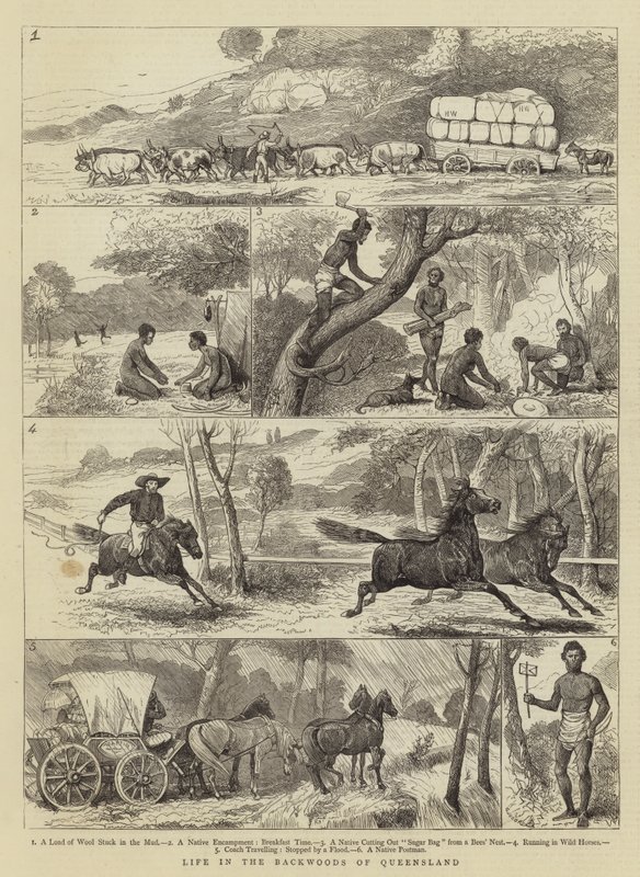 Élet Queensland hátsó erdőiben alkotó: Alfred Chantrey Corbould