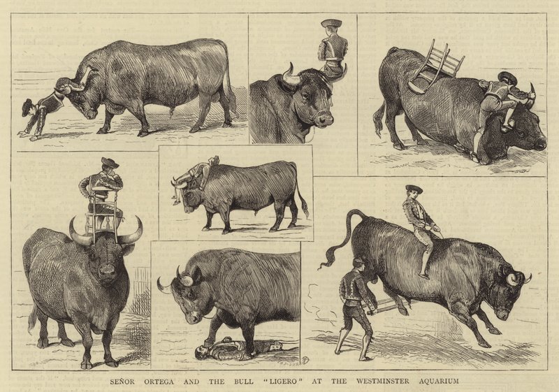 Senor Ortega és a Bull Ligero a Westminster Aquariumban alkotó: Alfred Chantrey Corbould