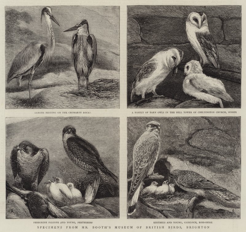Példányok Mr Booth British Birds Múzeumából, Brightonból alkotó: Alfred Chantrey Corbould