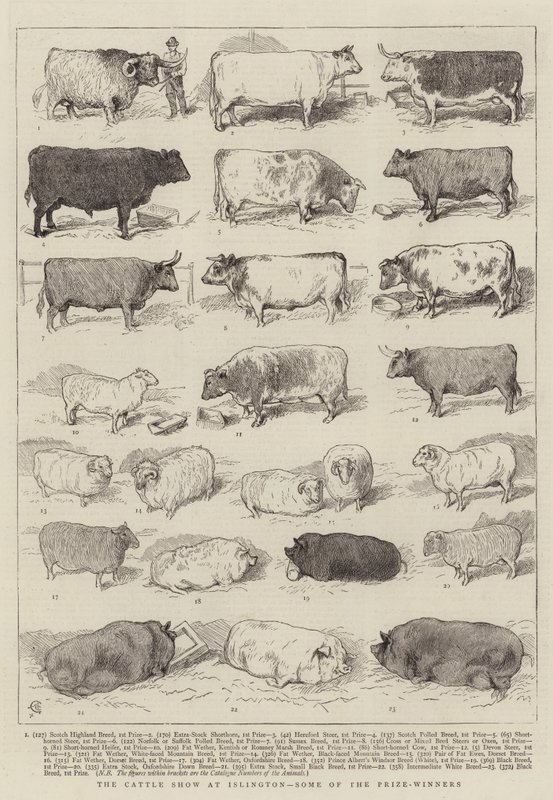 Az Islingtonban rendezett szarvasmarha-kiállítás, néhány díjazott alkotó: Alfred Chantrey Corbould