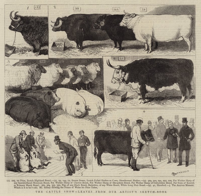 A szarvasmarha-kiállítás, levelek a művész vázlatfüzetéből alkotó: Alfred Chantrey Corbould