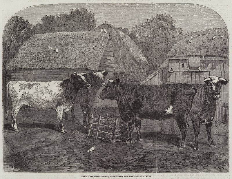 Továbbfejlesztett Short-horns, az Egyesült Államok számára vásárolt alkotó: Alfred Courbould