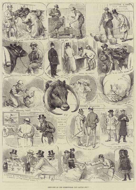 Vázlatok a Birmingham Fat Cattle Show-n alkotó: Alfred Courbould