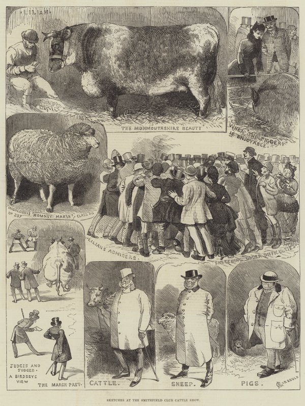 Vázlatok a Smithfield Club Cattle Show-n alkotó: Alfred Courbould