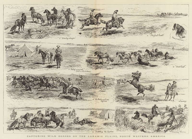 Vadlovak befogása a Laramie síkságon, Északnyugat-Amerikában alkotó: Alfred Chantrey Corbould
