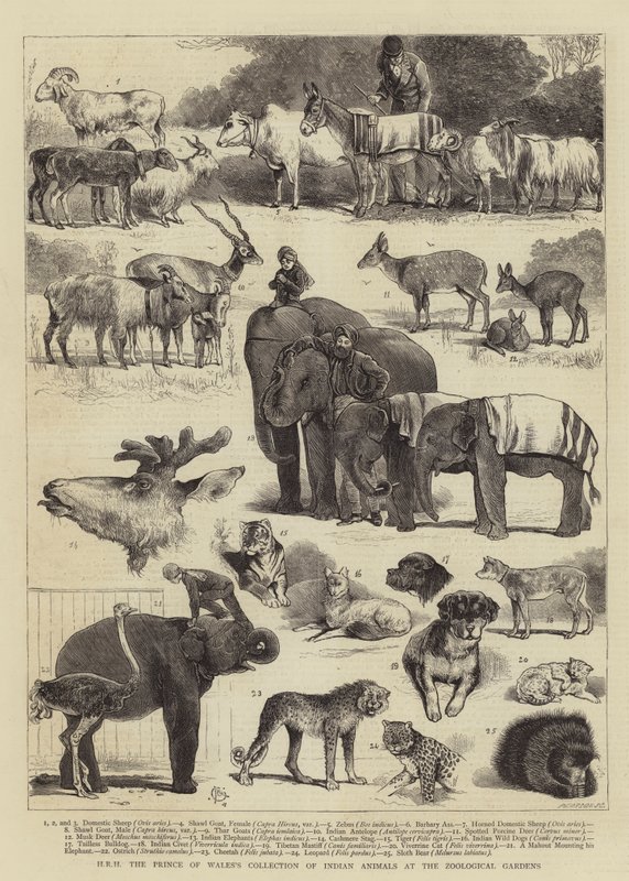 HRH, a walesi herceg indiai állatok gyűjteménye az állatkertben alkotó: Alfred Chantrey Corbould