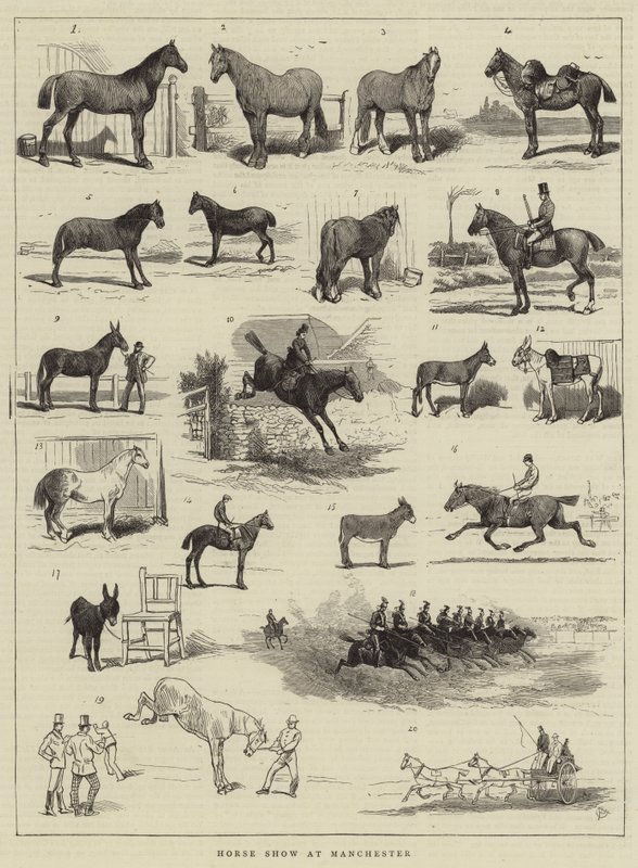 Lókiállítás Manchesterben alkotó: Alfred Chantrey Corbould