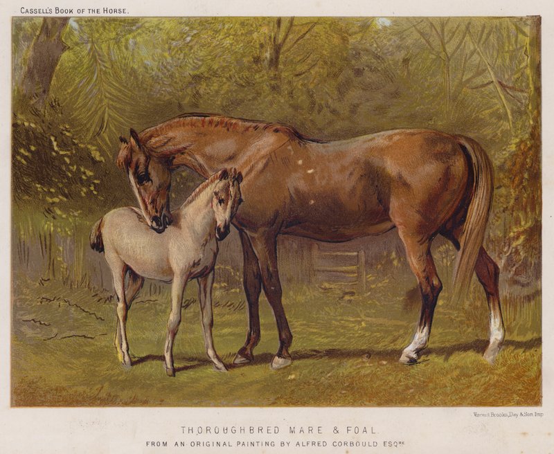 Telivér kanca és csikó (színes litho) alkotó: Alfred Chantrey Corbould