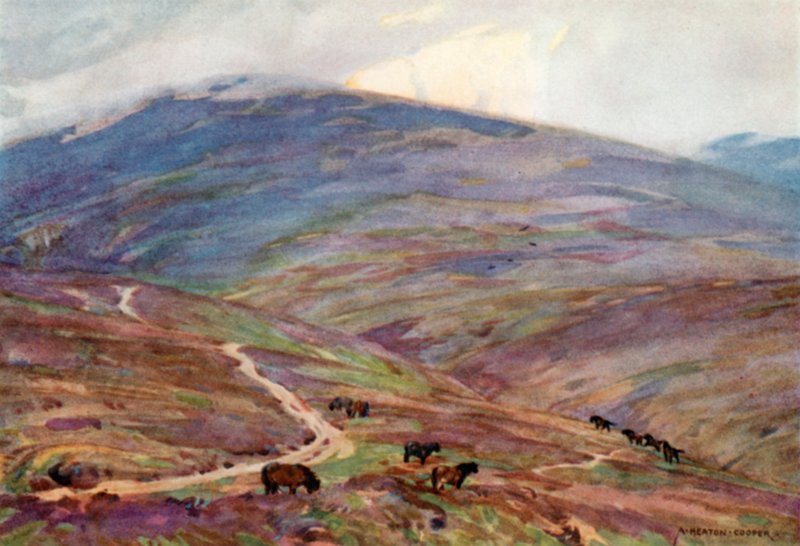 Exmoor pónik, Dunkery Beacon alatt (színes litho) alkotó: Alfred Heaton Cooper