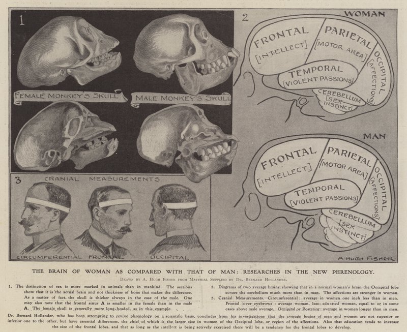 A nő agya a férfiakéhoz képest: kutatások az új frenológiában (litho) alkotó: Alfred Hugh Fisher