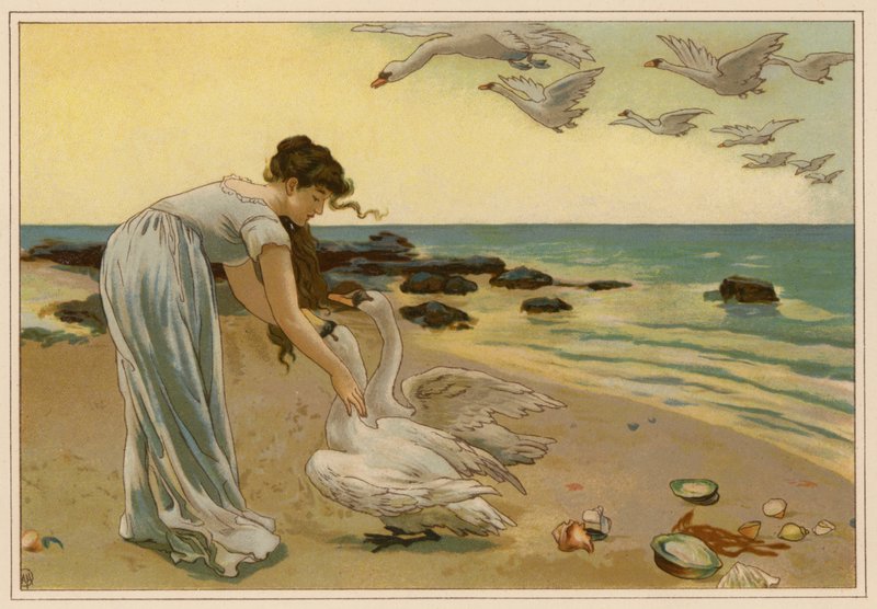 A fehér hattyúk (chromolitho) alkotó: Alice Havers