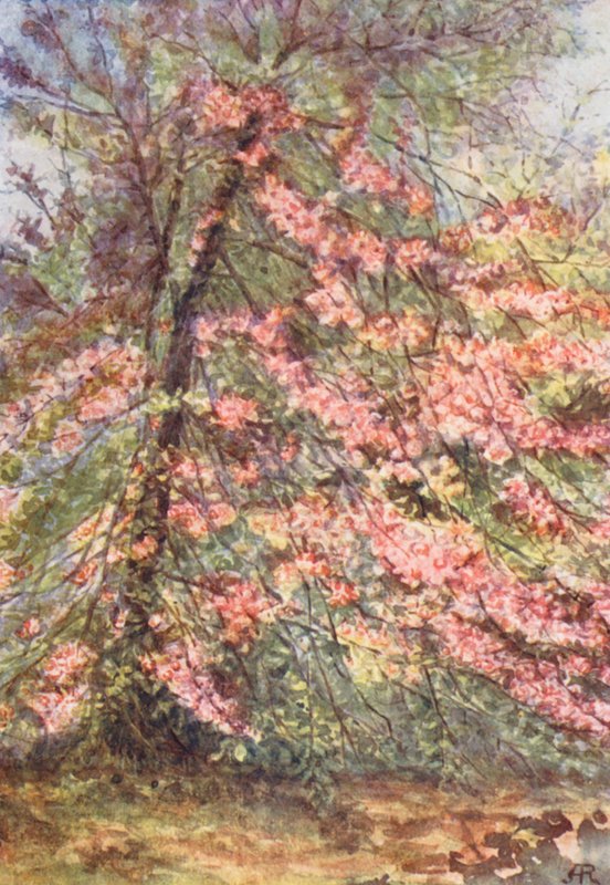 New Forest: Vadrákvirág (színes lithó): Május eleje a "The Enclosure"-ban. alkotó: Alice Julia Argles