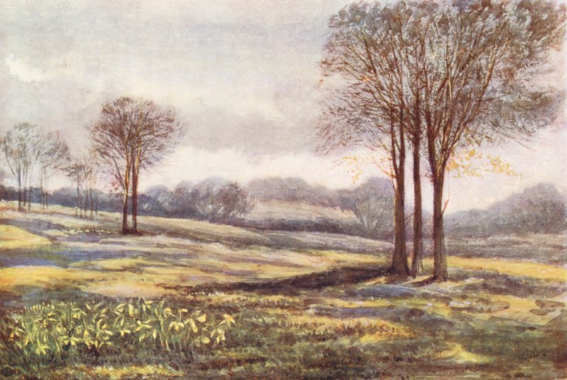 New Forest: Minsteadben, március (színes litho) alkotó: Alice Julia Argles