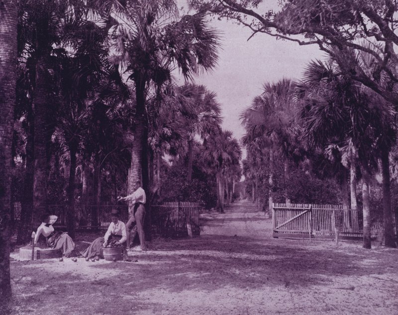 Palmetto Glade Palatka közelében, Florida (f/w fotó) alkotó: American Photographer (after)