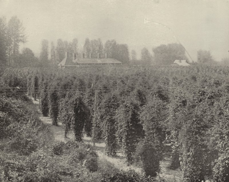 A Washington Hop Yard (f/w fotó) alkotó: American Photographer (after)