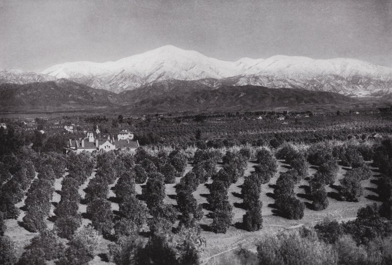 Kalifornia: Redlands, Smiley Heightsból, napsütés, narancsligetek és havas csúcsok (f/w fotó) alkotó: American Photographer (after)