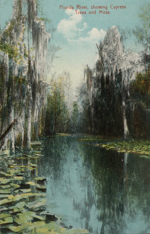 Florida folyó, ciprusfákkal és mohával (fotó) alkotó: American Photographer (after)