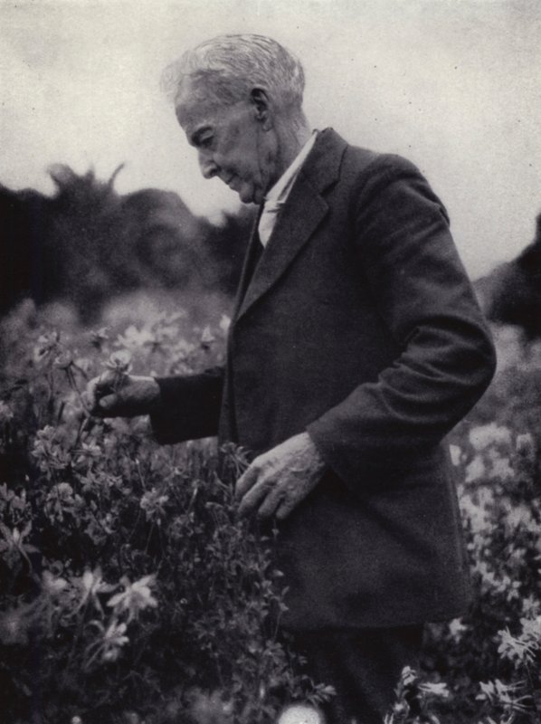 Luther Burbank a virágai között (f/w fotó) alkotó: American Photographer (after)