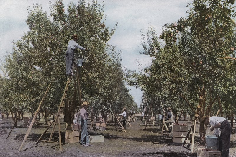Oregon: Gyümölcsszedés a Rouge River Valley Orchardban (fotó) alkotó: American Photographer (after)